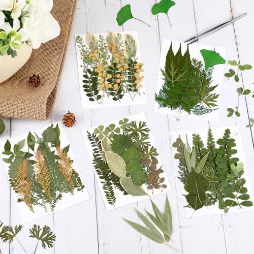 Nuanchu 99 Pieces Bulk Assorted Pressed Leaves for Crafts, 5 Pack, Stylish