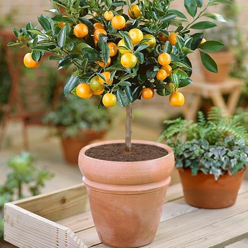Adnee 6 Pcs Plant Pot Grids, 12" Cuttable Round Planter Pots Soil Guard