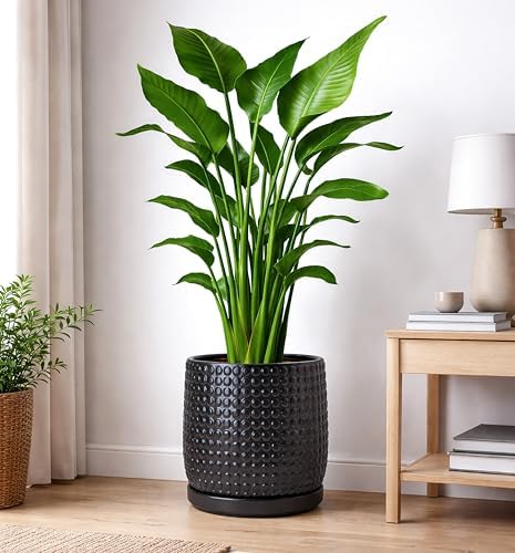 D'vine Dev Beaded Ceramic Pot with Saucer, 10 in, Ebony Matte, 27-C-P-6