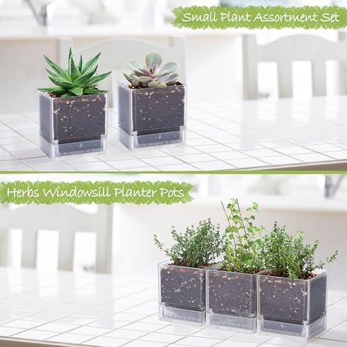 D'vine Dev 3-Pack Acrylic Herb Planter Pots, 4 in, Clear, 76-Y-D-1
