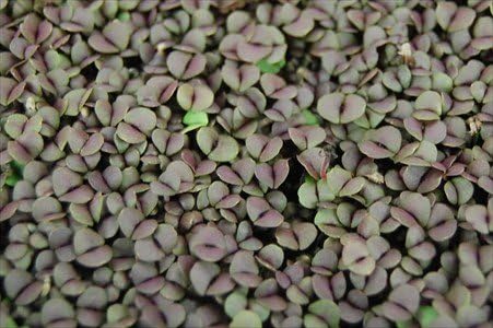 Mountain Valley Seed Co Purple Basil Dark Opal Microgreens Seeds Non-GMO | Bulk Seed for Growing Micro Herbs, Indoor