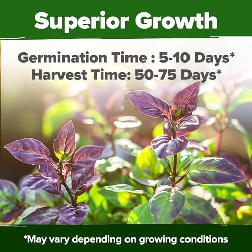 HOME GROWN Thai Basil Seeds, 438 Seeds, Ocimum basilicum VAR. thyrsiflora