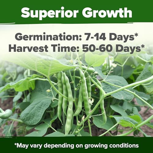 HOME GROWN Contender Bush Bean Seeds, 28+ Seeds, Phaseolus vulgaris