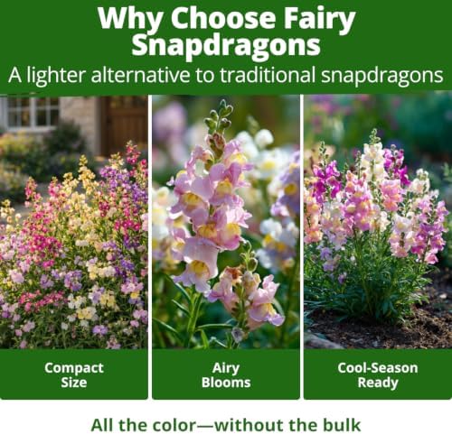 HOME GROWN Fairy Snapdragon Seeds, 7,000 Seeds, Linaria maroccana