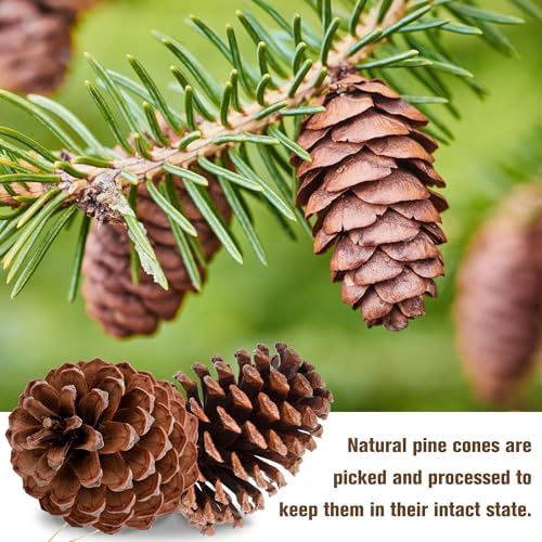 12PCS Christmas Pine Cones Ornaments Extra Large with String 3.5"-4"