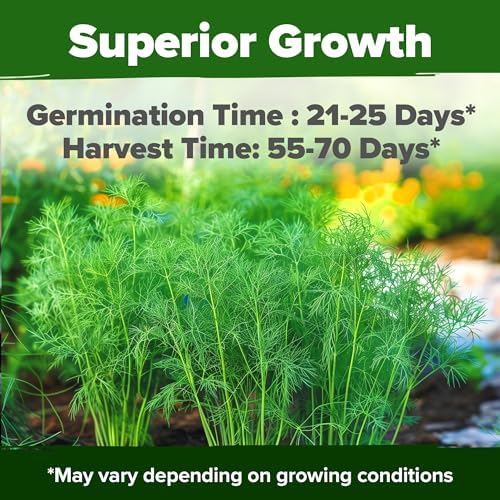 HOME GROWN Bouquet Dill Seeds, 1,014 Seeds, Anethum graveolens