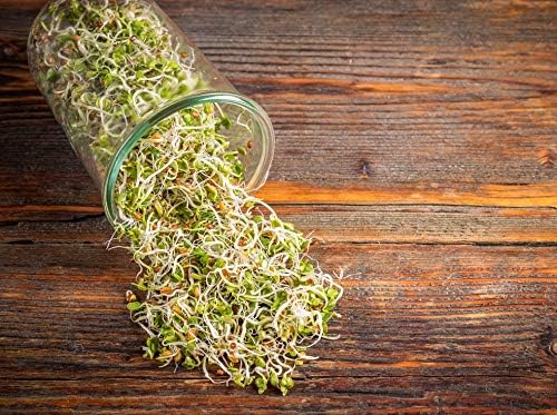 Food to Live - Radish Seeds for Sprouting, 3 Pounds Edible Seeds, Pure, Vegan, Kosher, Bulk. Rich in Vitamin C. High