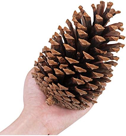 Supla 6 PCS 5"- 6" Tall Natural Pinecones Giant Pine Cones Large Pinecone Ornaments Real Preserved Pine Cones Big Pinecones
