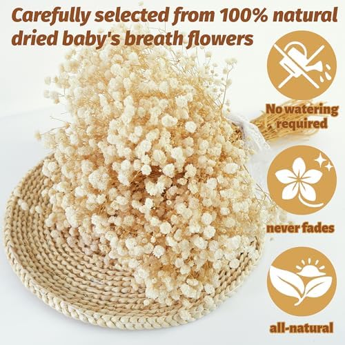2300+ Dried Baby's Breath Flowers 17" Gypsophila Stems for Decor