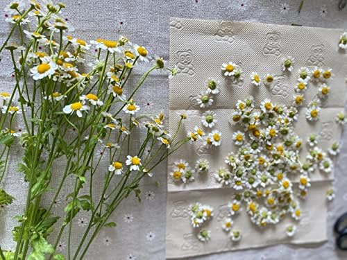60 Sheets Flower Press Refill 15.7inchx11.8inch Lining Paper