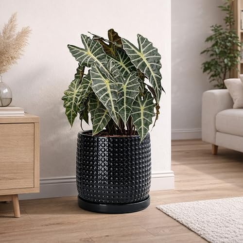 D'vine Dev Beaded Ceramic Pot with Saucer, 10 in, Glossy Black, 27-C-P-2