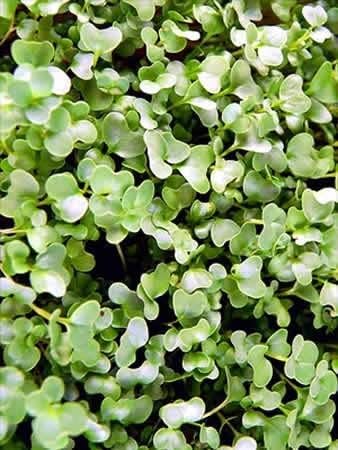 Mountain Valley Seed Co Red Russian Kale Seeds 1 Lb Non-GMO Vegetable | Garden & Microgreens Growing Seeds - Micro
