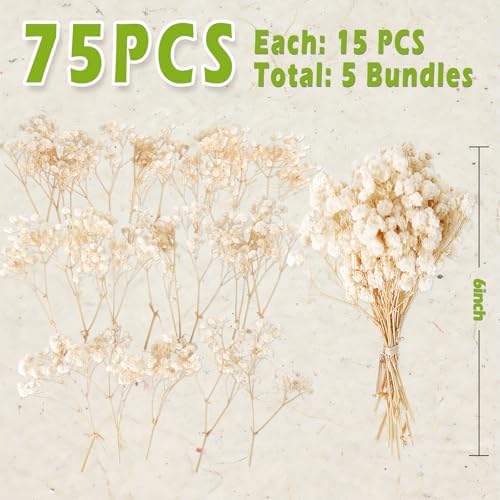 2500+ Mini Dried Baby's Breath Flowers Ivory White for Wedding Decor