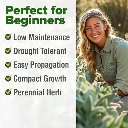 HOME GROWN White Sage Seeds, 323 Seeds, Salvia apiana