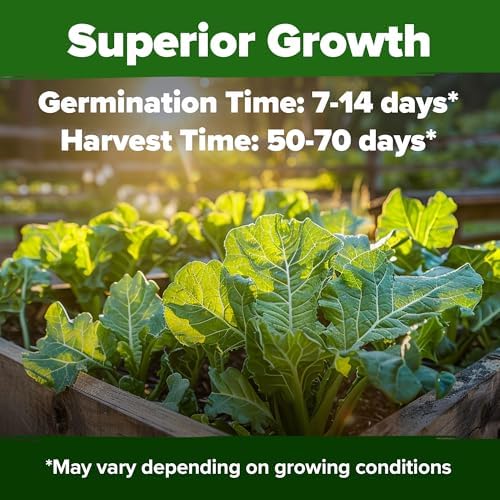 HOME GROWN Georgia Southern Collard Seeds, 300+ Seeds, Brassica oleracea