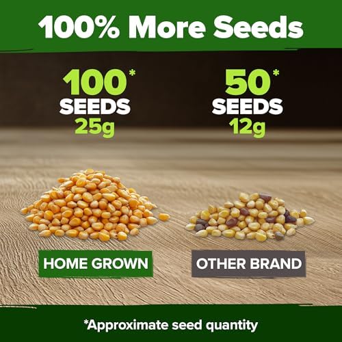 HOME GROWN Golden Bantam Sweet Corn Seeds, 100+ Seeds, Zea mays