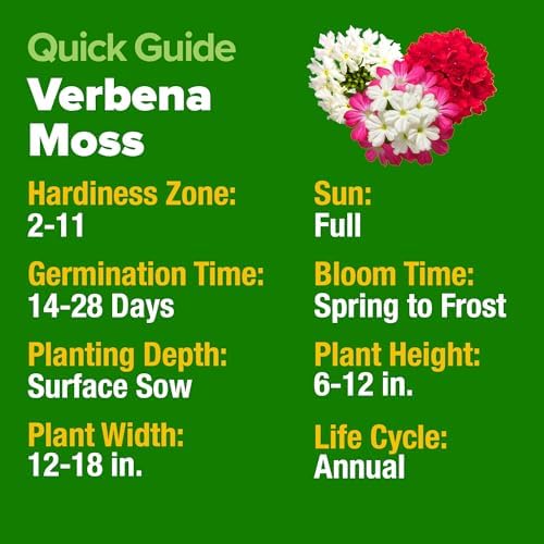 HOME GROWN Verbena Moss Seeds, 6,000+ Seeds, Verbena tenuisecta