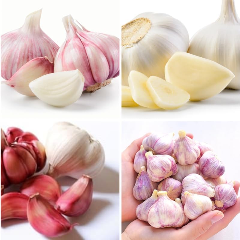 1 Lb Mix Hardneck Garlic Bulbs for Planting, Vegetable Garden | High Yield, Well-Drained Soil, Zones 3-9 Hardy, Autumn