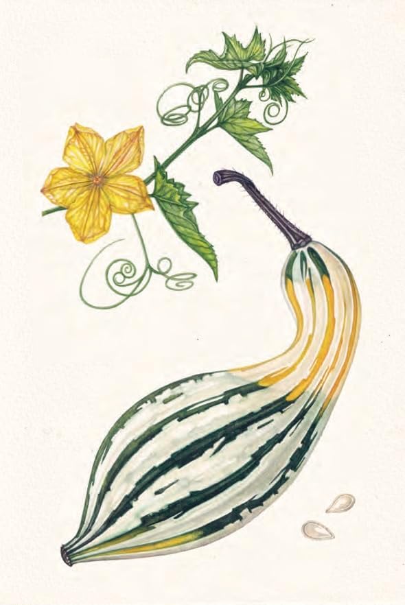 The Seed Collector's Kit: Collect - Sow - Grow - Harvest: Plant your garden from seed with 50 informative cards, five