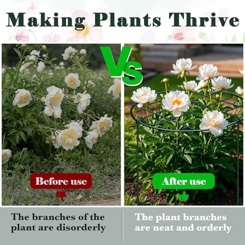 6 Pack 16 x 24 Inch Peony Cages and Supports for Outdoor Plants