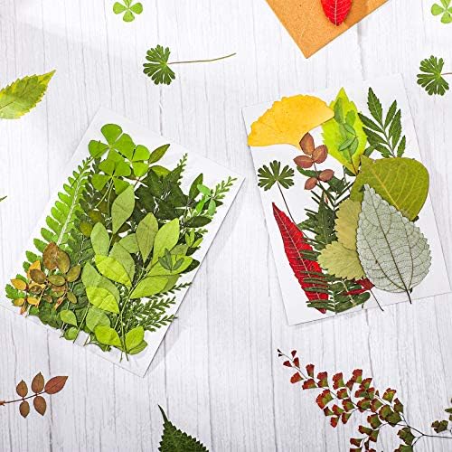 Nuanchu 99 Pieces Bulk Assorted Pressed Leaves for Crafts, 5 Pack, Classic