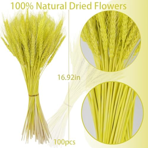 Dried Wheat Stalks Green 100 Stems