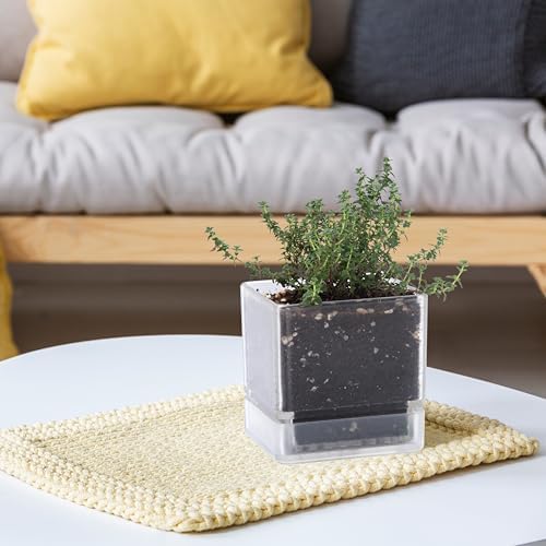 D'vine Dev Acrylic Herb Planter Pot, 4 in, Clear, 76-Y-D-1