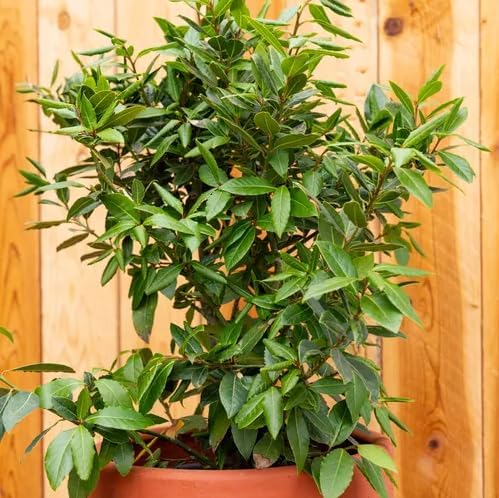 Daisy Ship Mediterranean Sweet Bay Laurel, Standard, Plant - 2 x 2-in Bags | Laurus nobilis fragrant edible leaves for