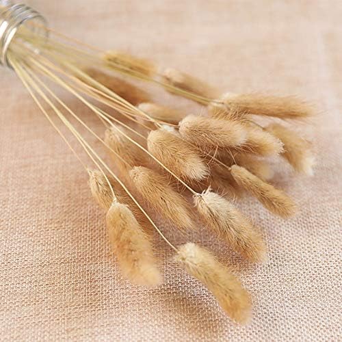 Natural Dried Bunny Tail Grass - 110~120 Stems Lagurus Ovatus for Boho Decor, Dried Pampas Grass Flower Arrangements Wedding Home Kitchen Office Decor