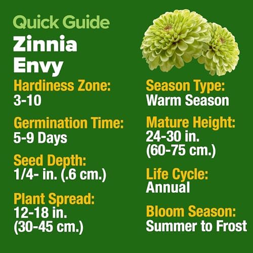 HOME GROWN Zinnia Seeds, Envy, 500 Seeds, Zinnia elegans