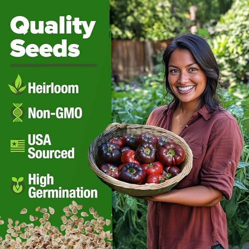 HOME GROWN Cherokee Purple Tomato Seeds, 106+ Seeds, Solanum lycopersicum