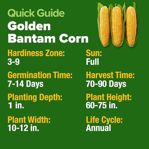 HOME GROWN Golden Bantam Sweet Corn Seeds, 100+ Seeds, Zea mays