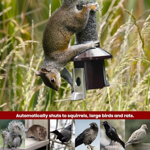 Roamwild PestOff 2.0 Squirrel Proof Bird Feeder – 4lb Hanging Tube