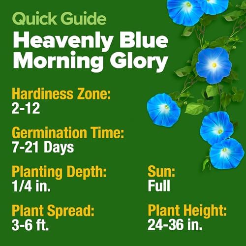 HOME GROWN Heavenly Blue Morning Glory Seeds, 150 Seeds, Ipomoea Tricolor