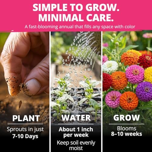HOME GROWN Zinnia Seeds, Lilliput Mix, 2,500 Seeds, Zinnia elegans