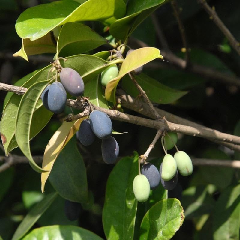 Osmanthus fragrans (Sweet Olive) Shrub Seeds, Highly Fragrant Creamy White or Yellow Color Tubular Flowers Bloom in