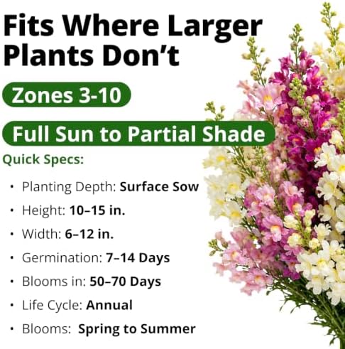 HOME GROWN Fairy Snapdragon Seeds, 7,000 Seeds, Linaria maroccana