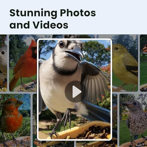 Birdfy Smart Bird Feeder with Camera for Beginners, Solar Powered, Free AI