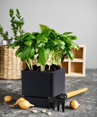 D'vine Dev Plastic Herb Planter Pot, 4 in, Black, 76-Y-B1-1