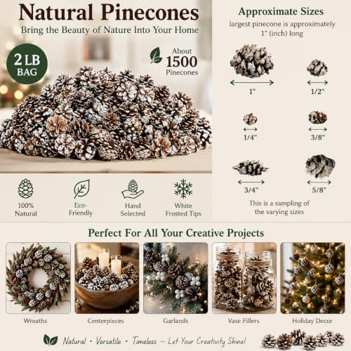 Bulk Lot White Washed Real Pine Cones – Approx. 1500 Assorted Natural Pinecones in 2 lb Bag – Rustic Fall Decor, Christmas Bowl Fillers, DIY Crafts, Wreath & Table Decorations