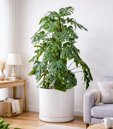 D'vine Dev 16 Inch Ceramic Planter Pot, White, 94-O-H-1
