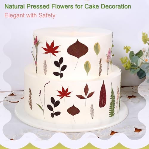 Large Bulk Fall Dried Pressed Leaves for Craft, Real Dry Natural Flower Leaf Daisy for Resin Mold, Cake Decor, Phone Cases (Autumn Leaves)