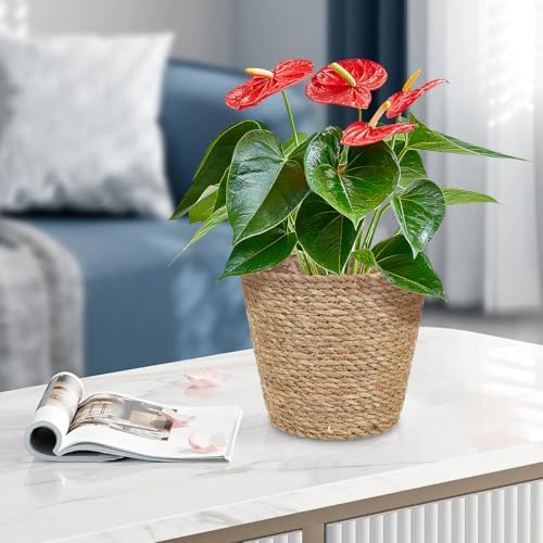 Hemoton Rattan Planter Basket Wicker Plant Flower Pot 8.7 Inch Seagrass Woven Indoor Planter for Home Decor and Succulent Plants