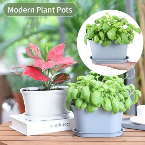 Oliz 6pk Windowsill Planters, Grey Plastic w/Drain Tray - Indoor/Outdoor