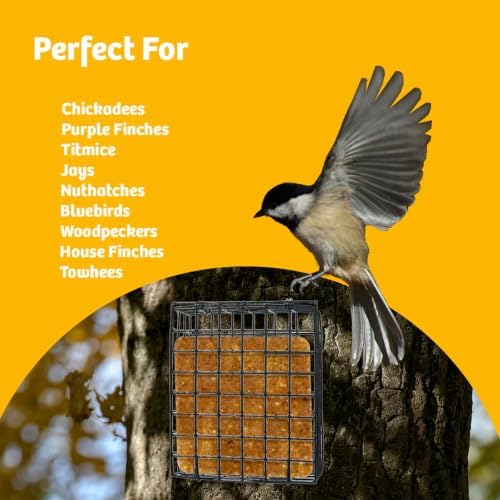 Birds Choice Suet Cage Feeder, Holds 1 Suet Cake | Hanging Bird Suet Feeder for Woodpeckers, Jays, Nuthatches | Vinyl Coated Grids | Sturdy for Garden, Backyard, Outdoor | 4.75" L x 1.625" W x 6" H