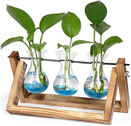Plant Propagation Station Accessories, 2 Pack Glass Hyacinth vase