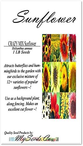 1 lb (6,500+ Seeds) Sunflower Sunny Sun Flower Crazy Mix Sunflower Seeds - Non-GMO Seeds By MySeeds.Co (1 lb Sunflower
