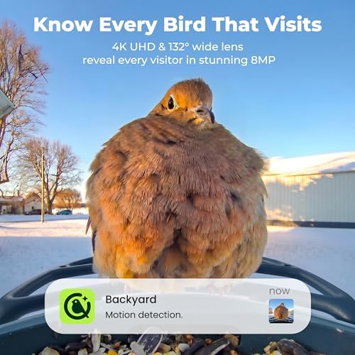 Kiwibit Solar Smart Bird Feeder with Camera, 4K HDR Live Video, AI Bird ID