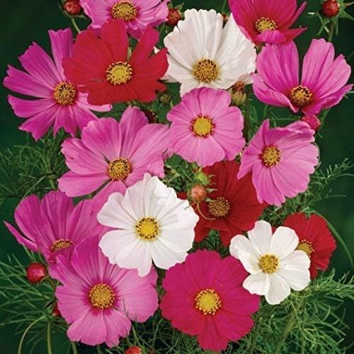 Cosmos Seeds - Sensation Mix Cosmos Bipinnatus Non-GMO Bulk Wild Flower Seeds (1 Lb)