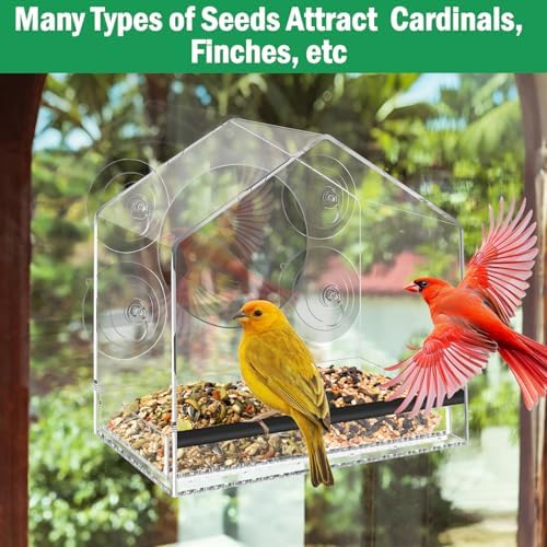Clear Acrylic Window Bird Feeder with Strong Suction Cups